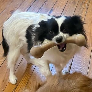 TOYS!? 🐾🐶 live show listing